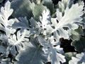 Dusty Miller