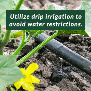 Utilize drip irrigation to avoid water restrictions