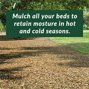 Mulch all your beds to retain moisture in hot and cold seasons