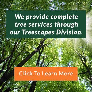We provide complete tree services through our Treescapes Division