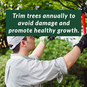 Trim trees annually to avoid damage and promote healthy growth